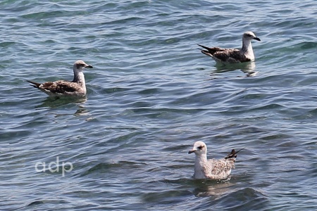 Azorean Gulls 1st winter, (Larus michahellis atlantis) February,  Alan Prowse